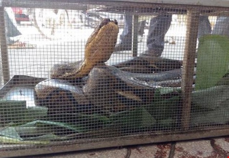 Dua con tran dai 4 m ra Ha Noi chua tri vet thuong hinh anh