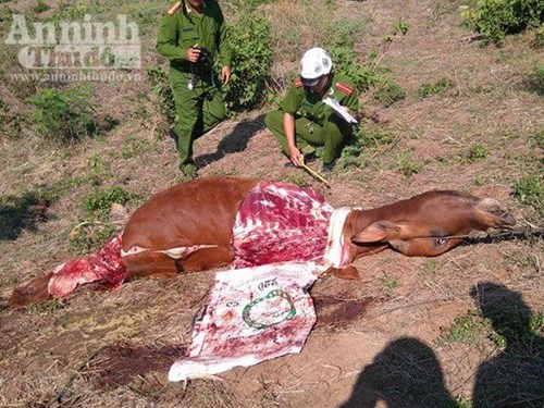 xe trom thit bo o Phu Yen anh 1