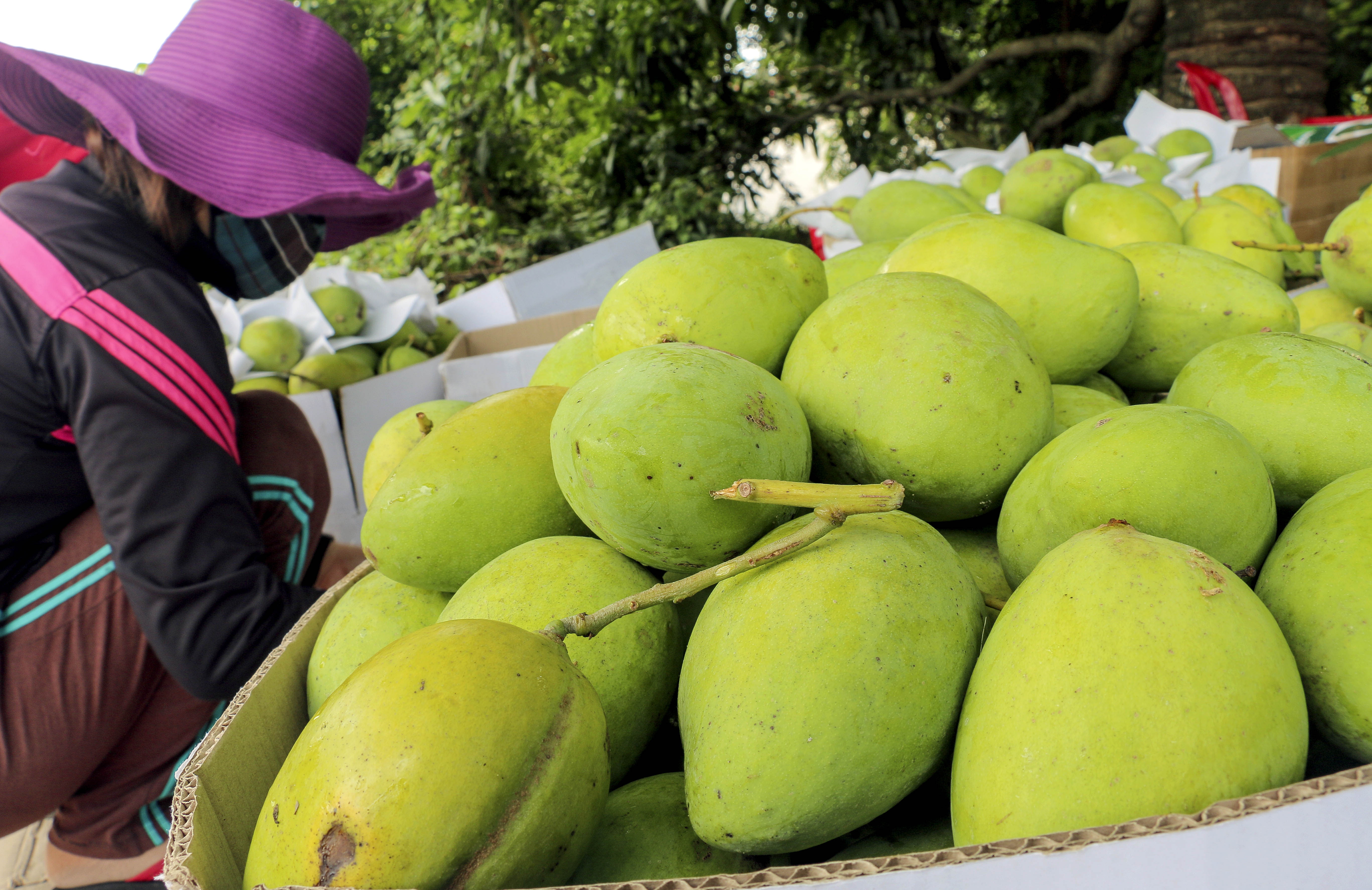 ồ ạt thu mua hạt xoài vì giá tăng đột biến ảnh 2 o at thu mua hat xoai vi gia tang dot bien anh 2