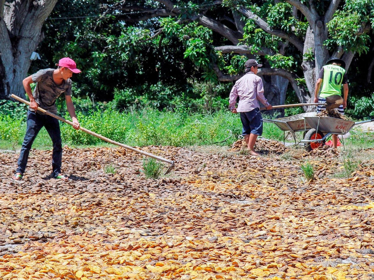 Nguoi dan Khanh Hoa o at mua ban hat xoai hinh anh