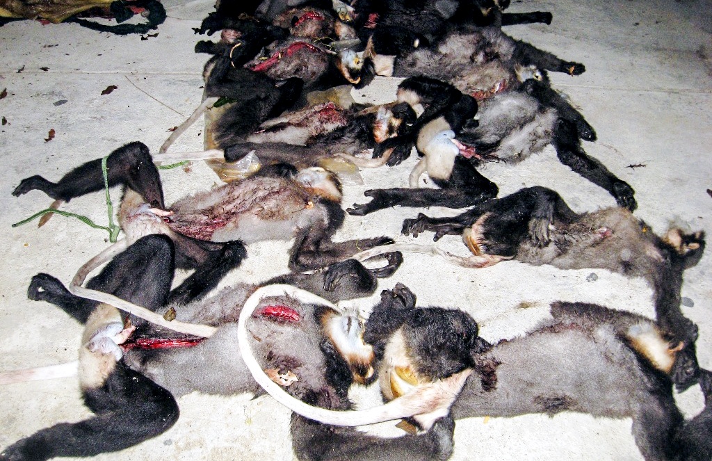 Tạm giam nhóm bắn 9 con voọc ảnh 1 Tam giam nhom ban 9 con vooc anh 1