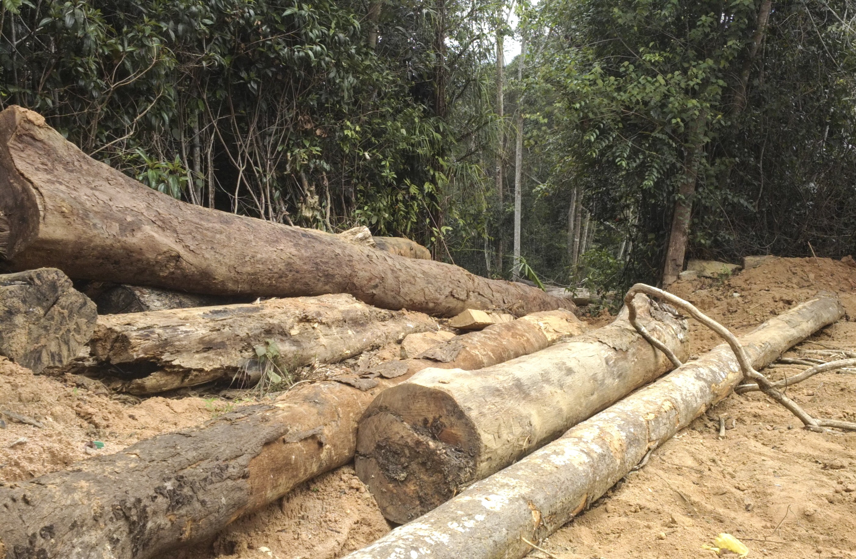 Tan hoang rung phong ho dau nguon Khanh Hoa hinh anh