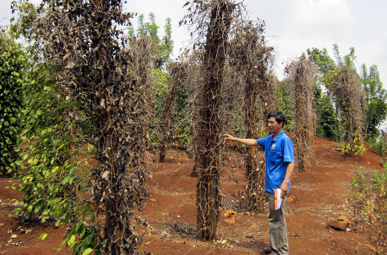Can xoa bo rao can trong thu tuc dau tu vao cac tinh Tay Nguyen hinh anh
