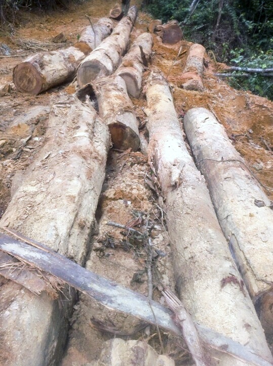 Pha rung dau nguon anh 1