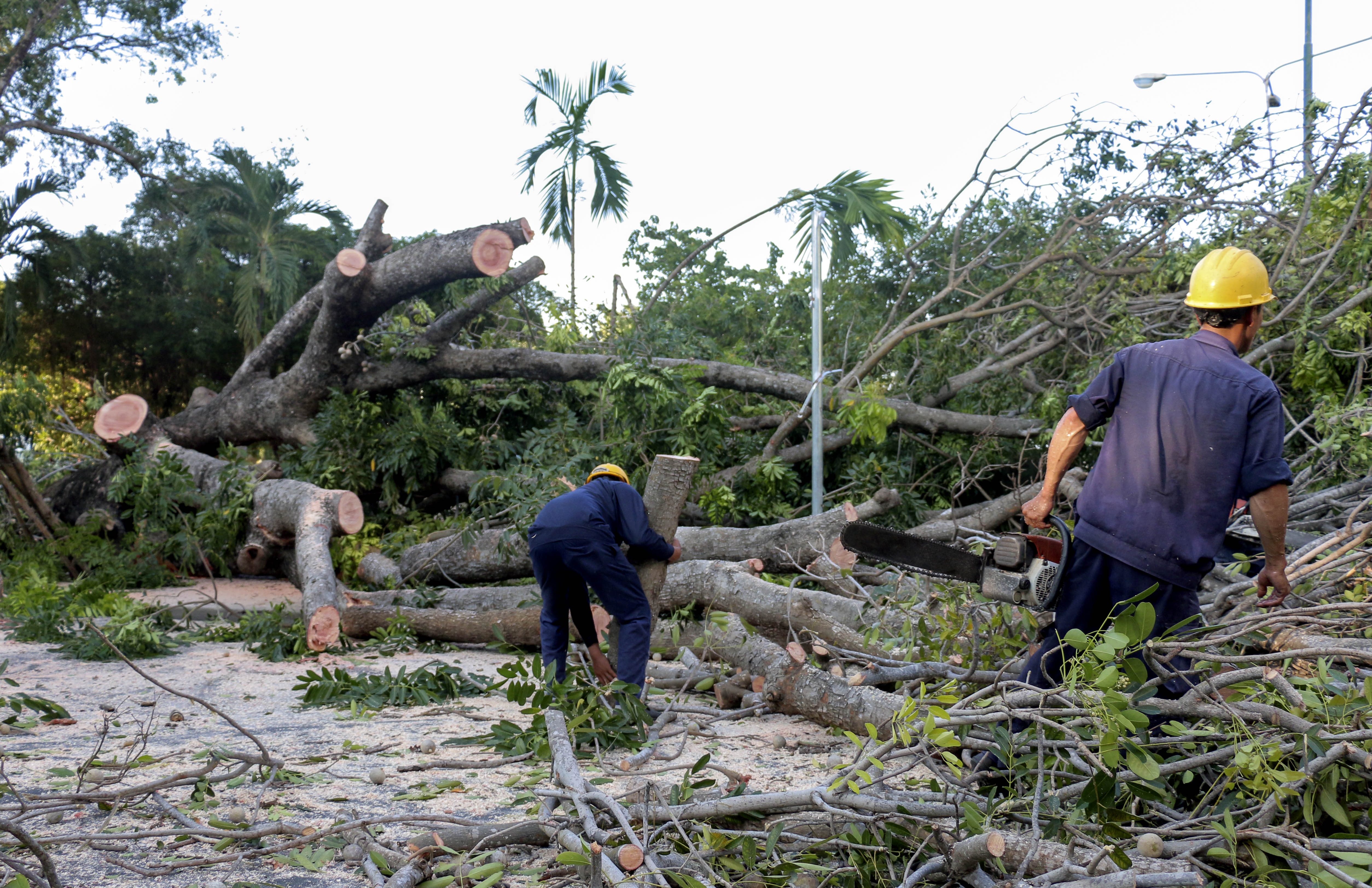 Cay co thu o Nha Trang bat goc, nguoi di duong vut xe bo chay hinh anh