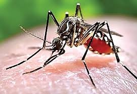 Khanh Hoa hoan ke hoach tha muoi loai tru sot xuat huyet, Zika hinh anh