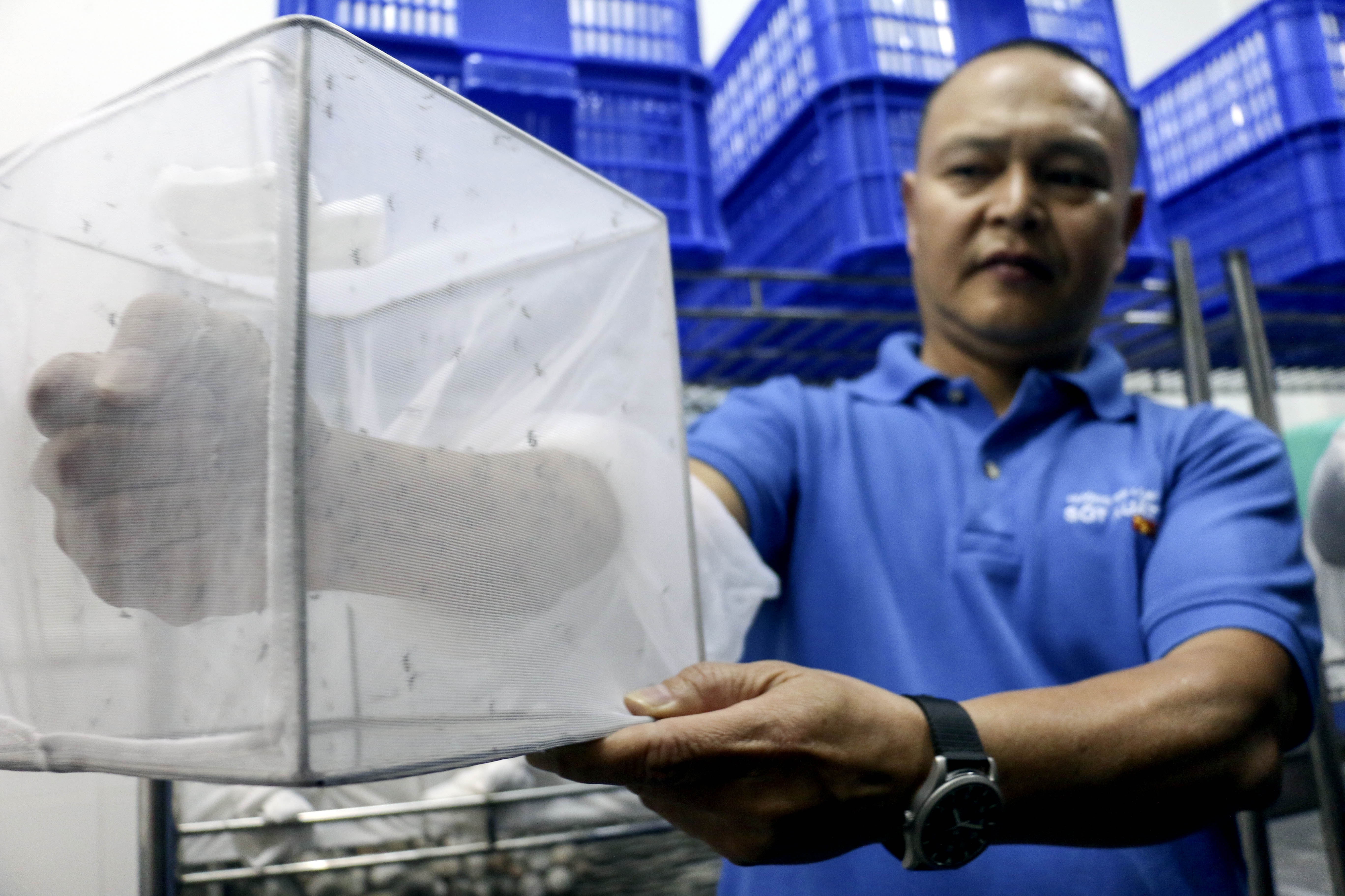 Bo Y te cho phep tha muoi mang Wolbachia de phong sot xuat huyet hinh anh