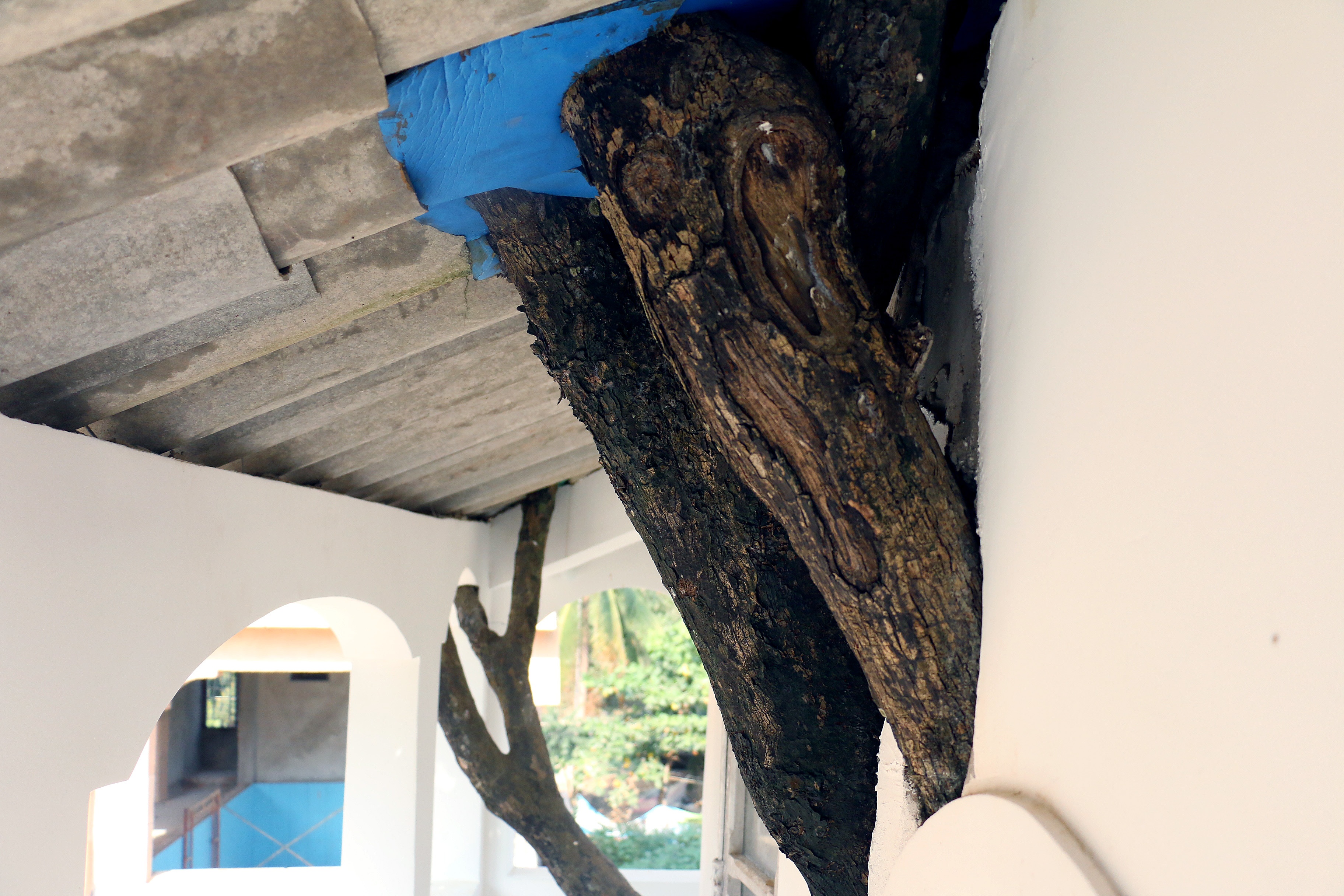 Xay dung nha tren cay anh 9