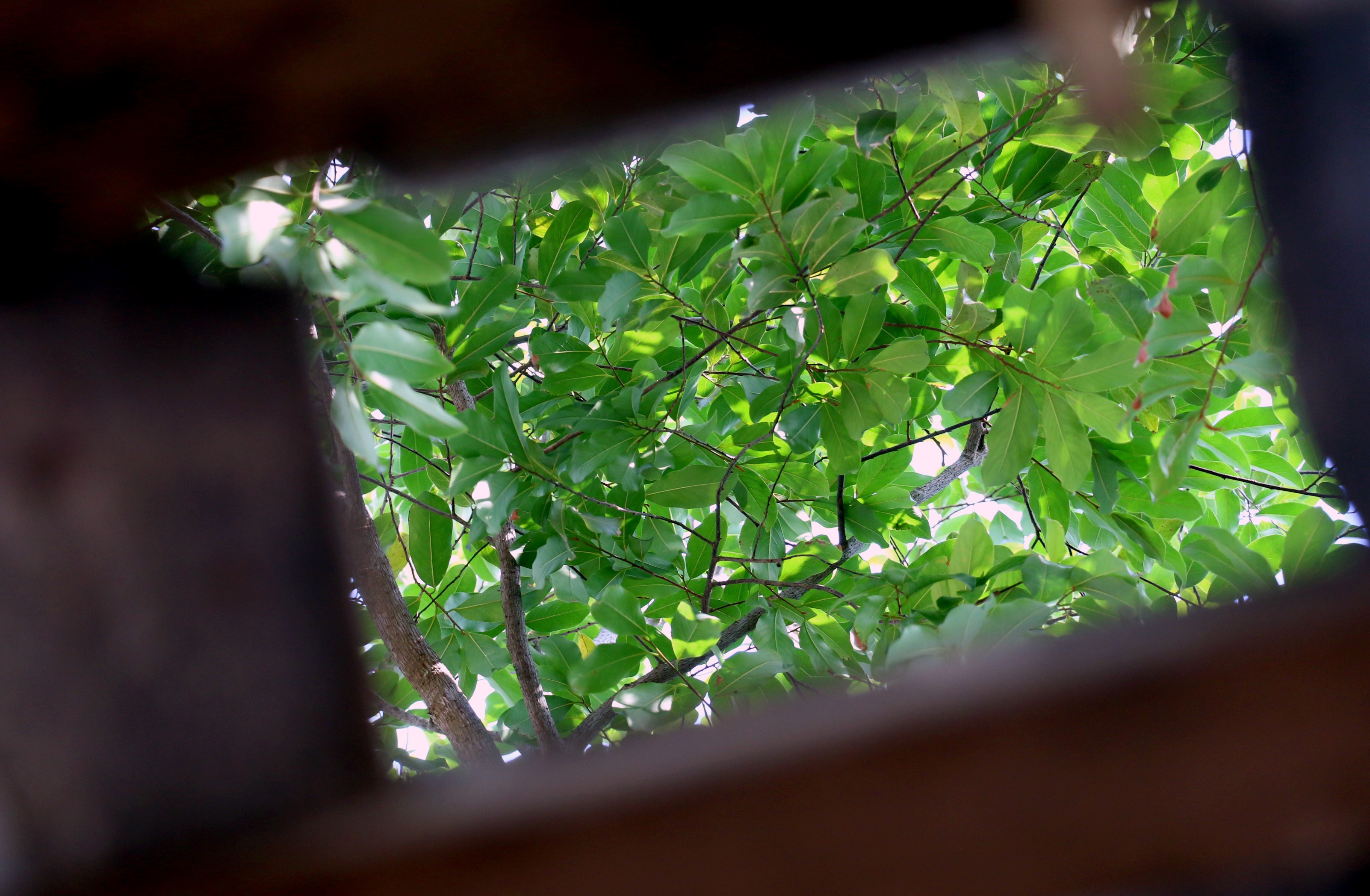 Xay dung nha tren cay anh 15