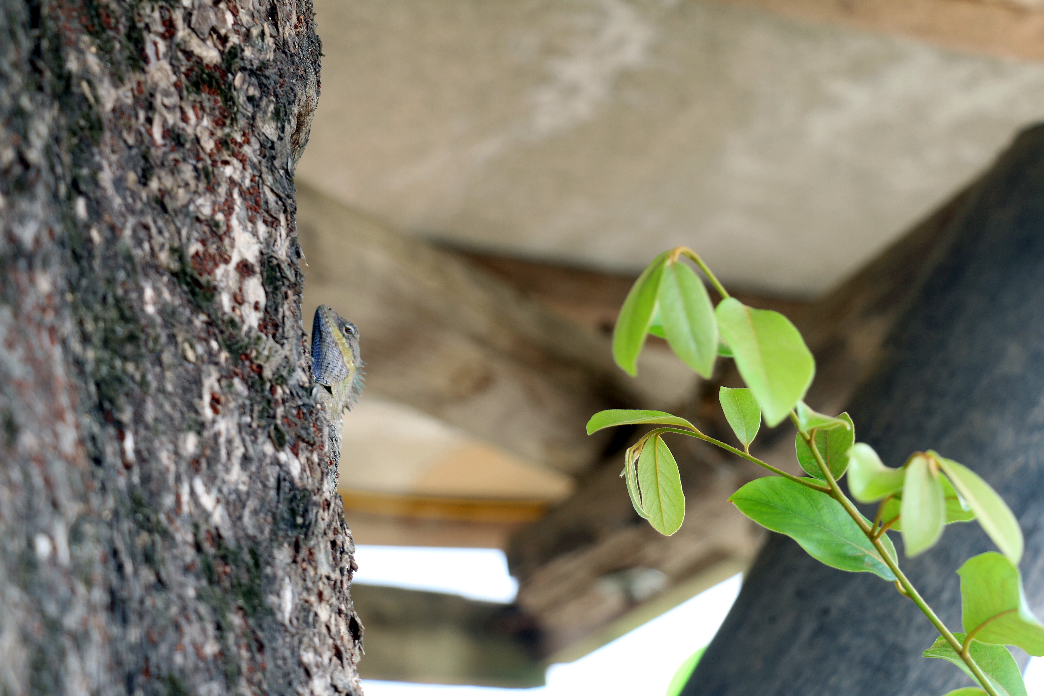 Xay dung nha tren cay anh 16