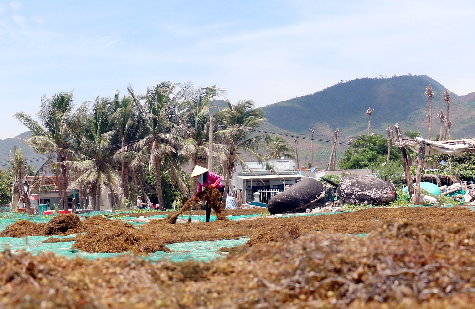 Mua rong mo kem vui vi bi thuong lai Trung Quoc ep gia hinh anh