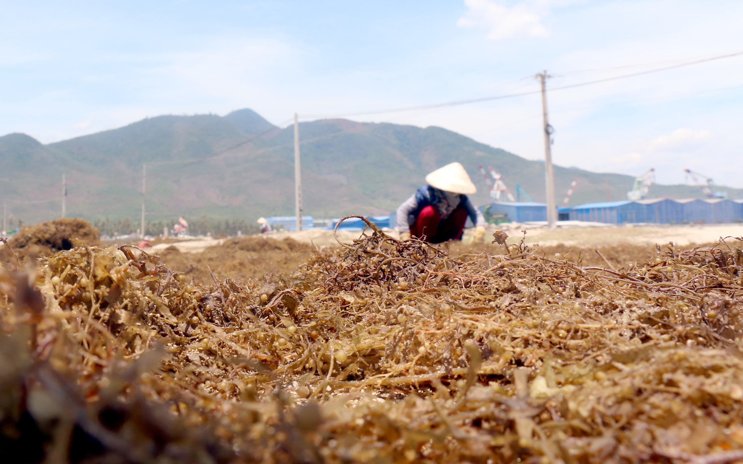 Thuong lai Trung Quoc ep gia rong mo anh 14