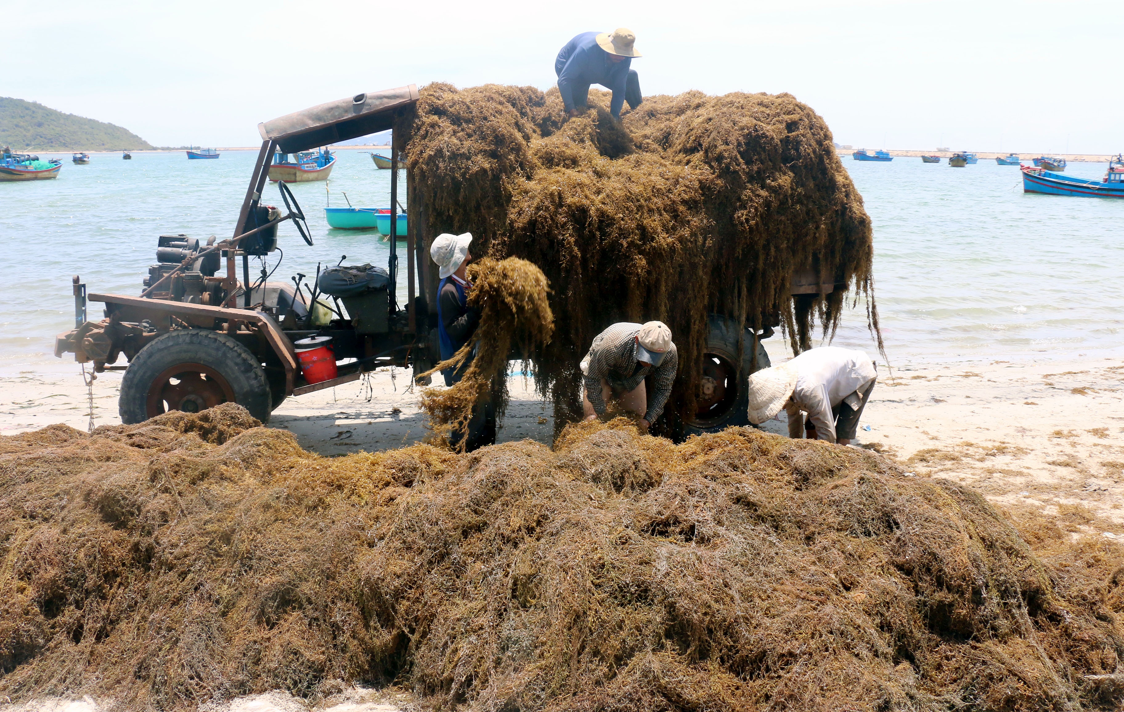 Thuong lai Trung Quoc ep gia rong mo anh 2