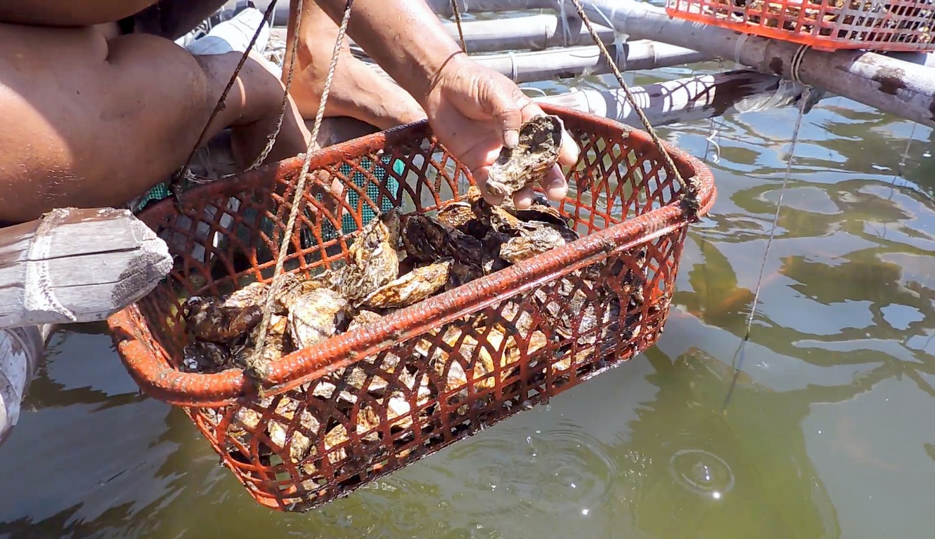 Doc dao nuoi hau bang ro nhua hinh anh