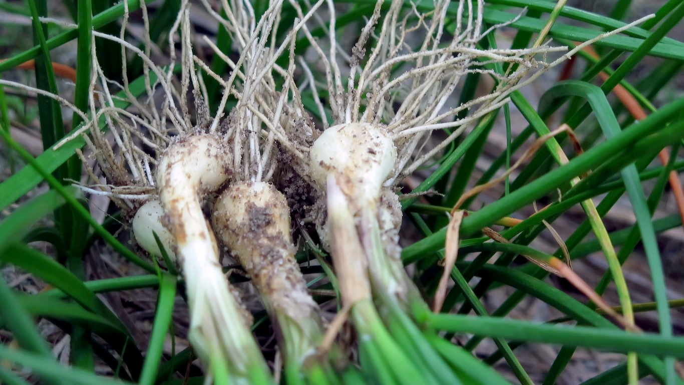 Kieu Tet mat mua rot gia, nong dan Khanh Hoa ngua mat than troi hinh anh