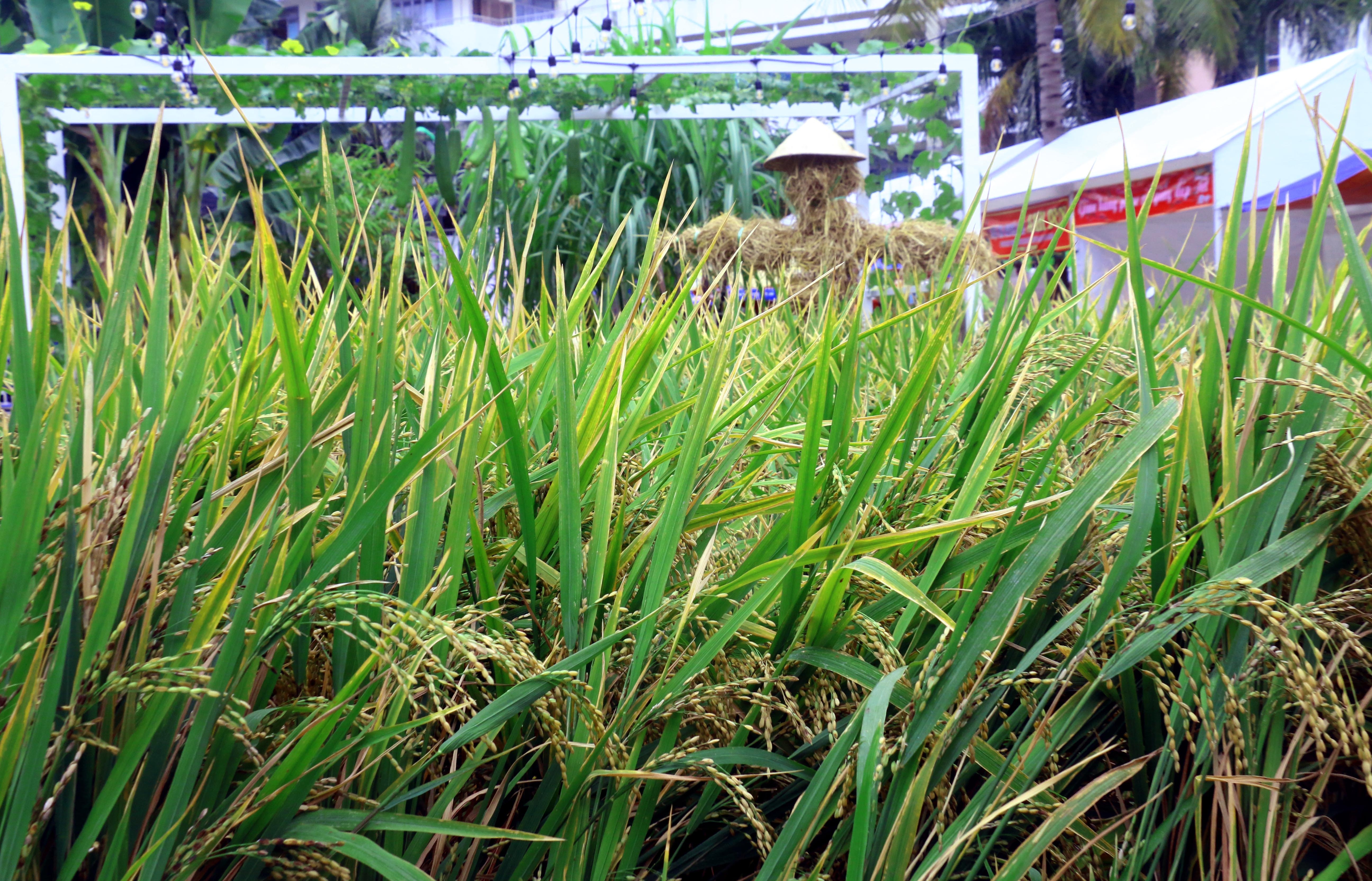 Tet Ky Hoi 2019,  duong hoa,  Nha Trang anh 9