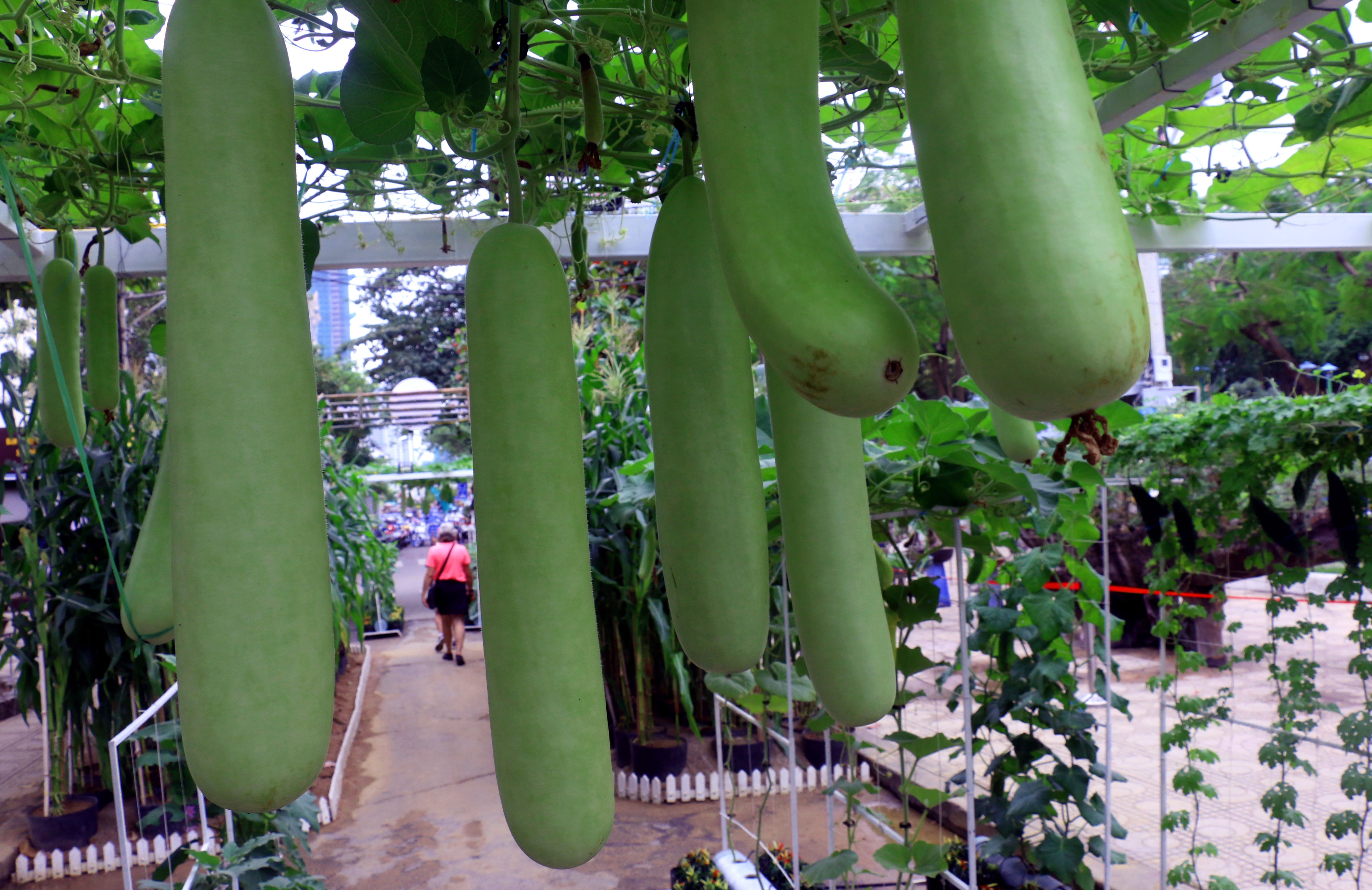 Tet Ky Hoi 2019,  duong hoa,  Nha Trang anh 10