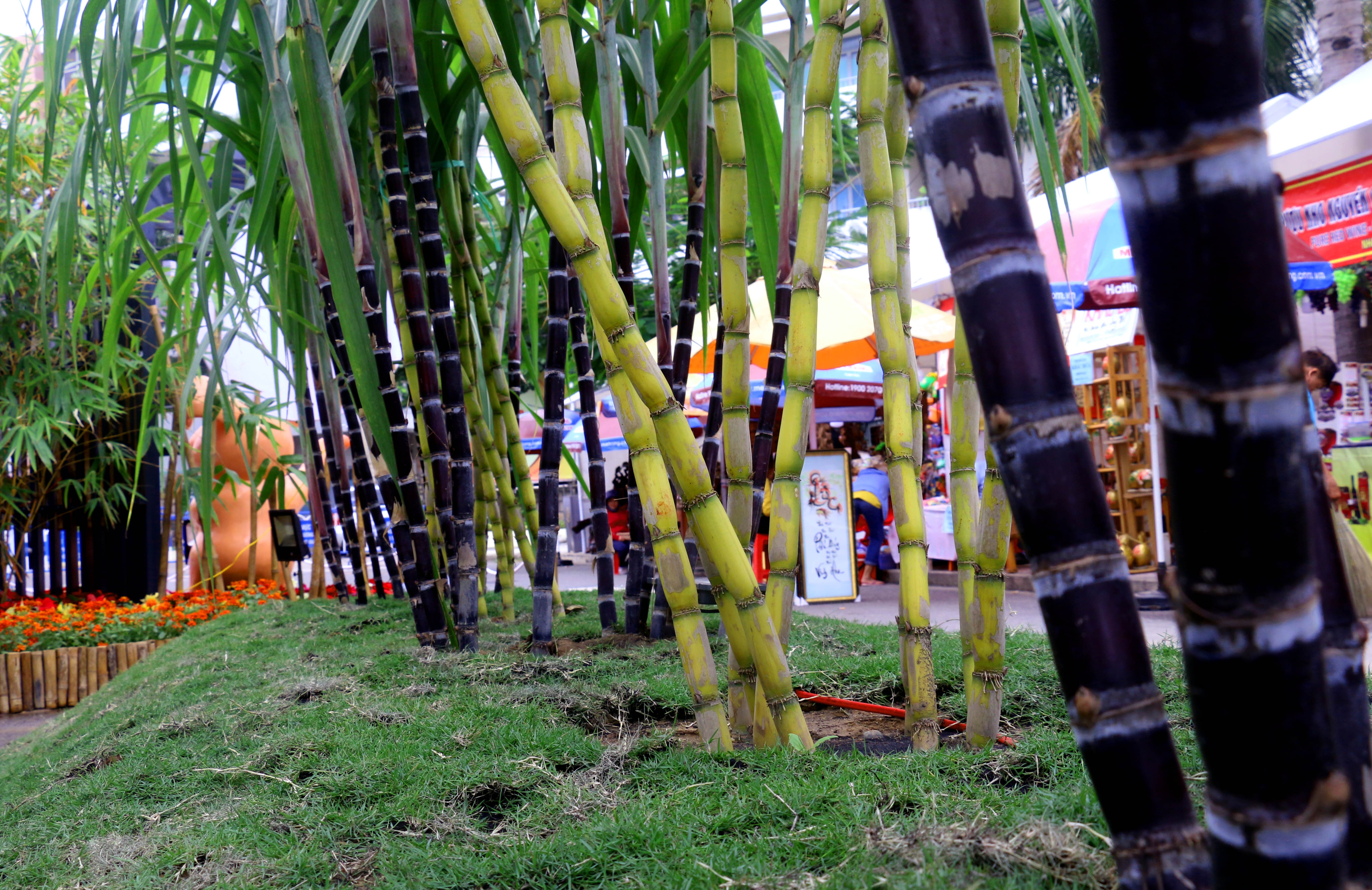 Tet Ky Hoi 2019,  duong hoa,  Nha Trang anh 11