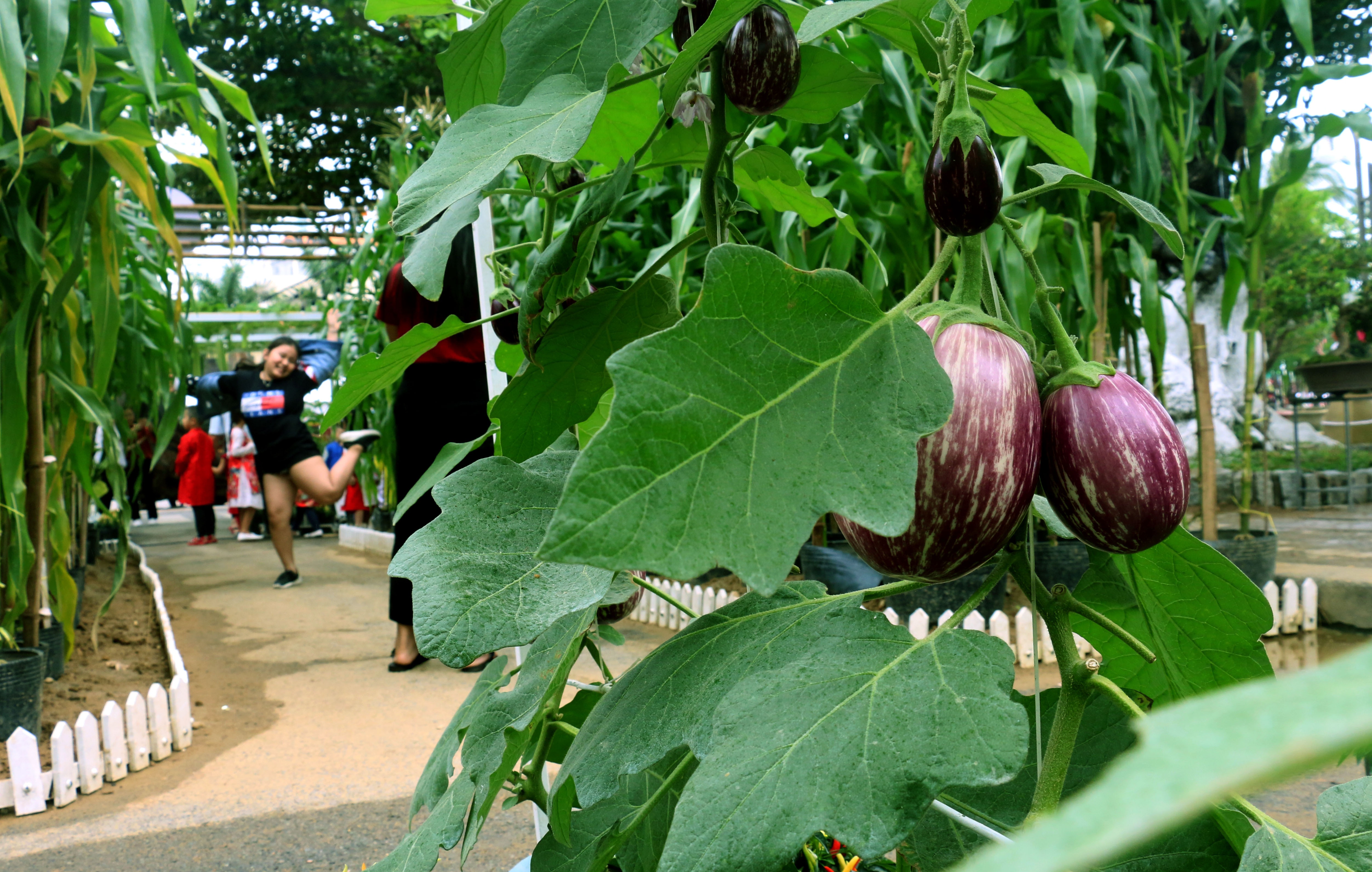 Tet Ky Hoi 2019,  duong hoa,  Nha Trang anh 8