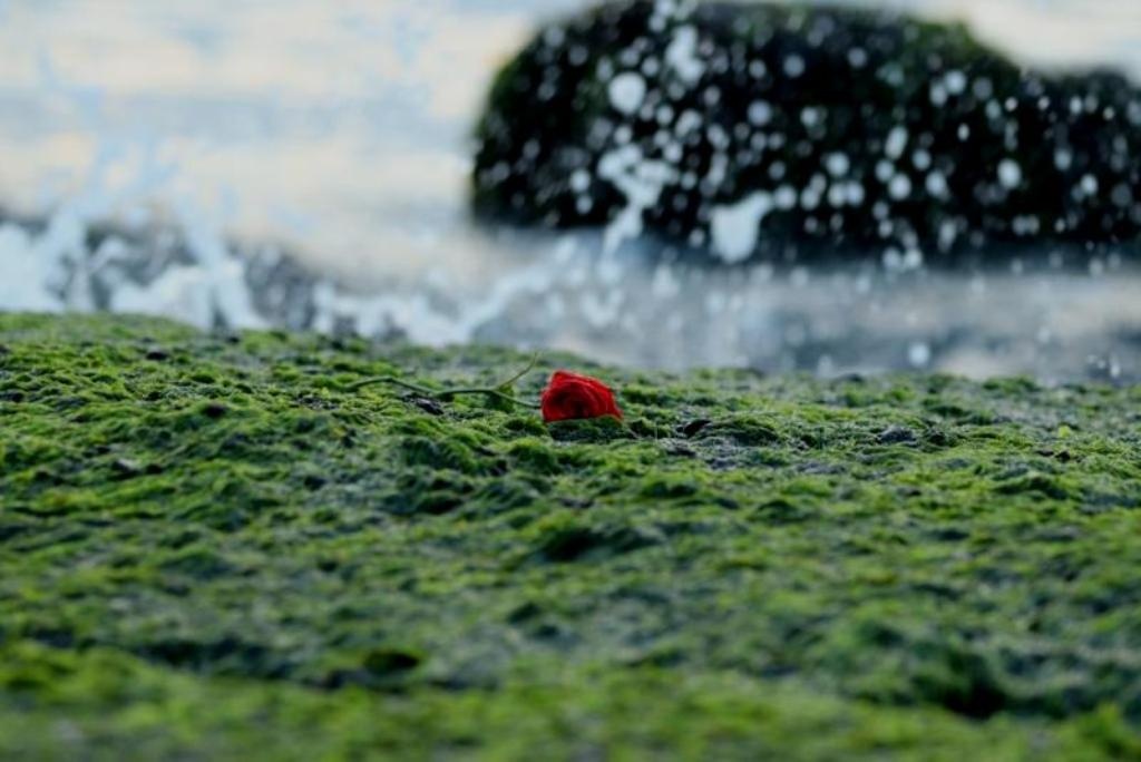 Bien Nha Trang anh 6