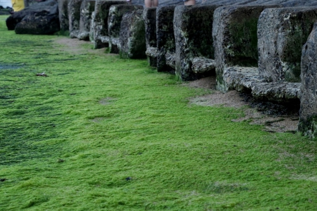 Bien Nha Trang anh 5