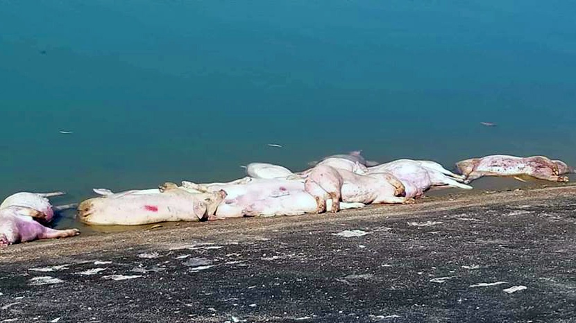 Phat hien hang chuc con lon chet chua ro nguyen nhan o Khanh Hoa hinh anh