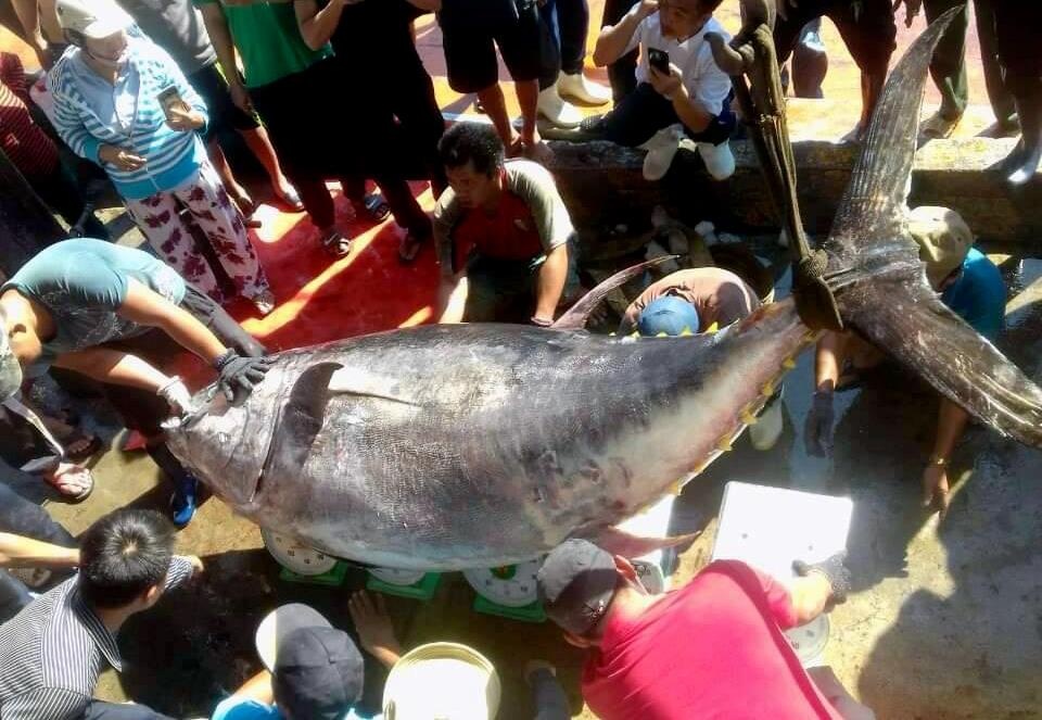 Ngu dan cau duoc ca ngu vay vang nang 386 kg o Truong Sa hinh anh