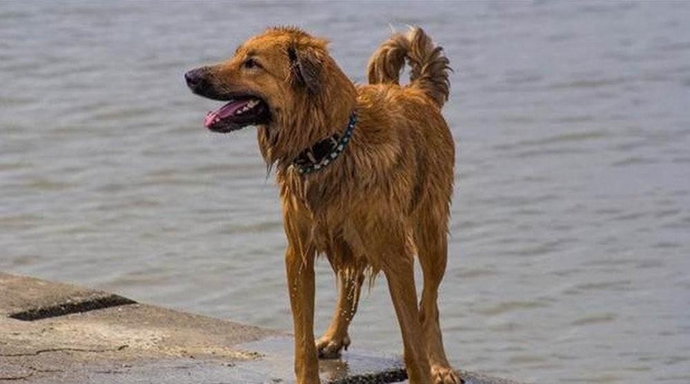 Nhay xuong bien cuu cho cung, nguoi dan ong bi song danh mat tich hinh anh