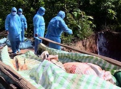 Tinh thu 58 tren ca nuoc xuat hien dich ta lon chau Phi hinh anh