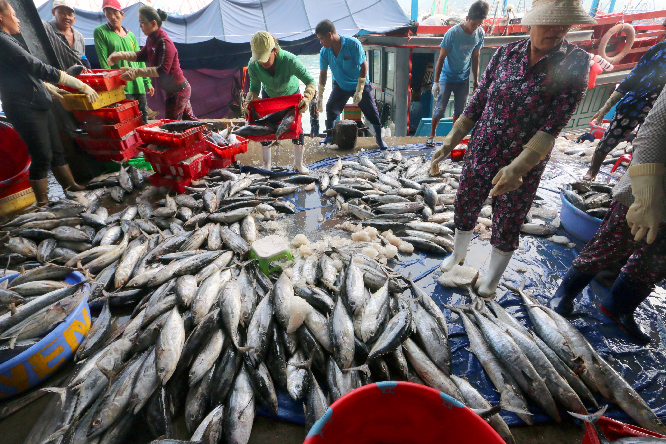 Ngu dan danh bat ca ngay can Tet anh 2