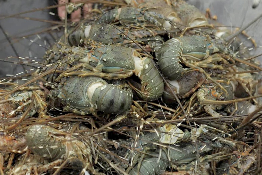 Tom hum rot gia anh 1