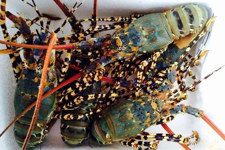 Tom hum rot gia dip Tet, nguoi nuoi lo tien ty hinh anh