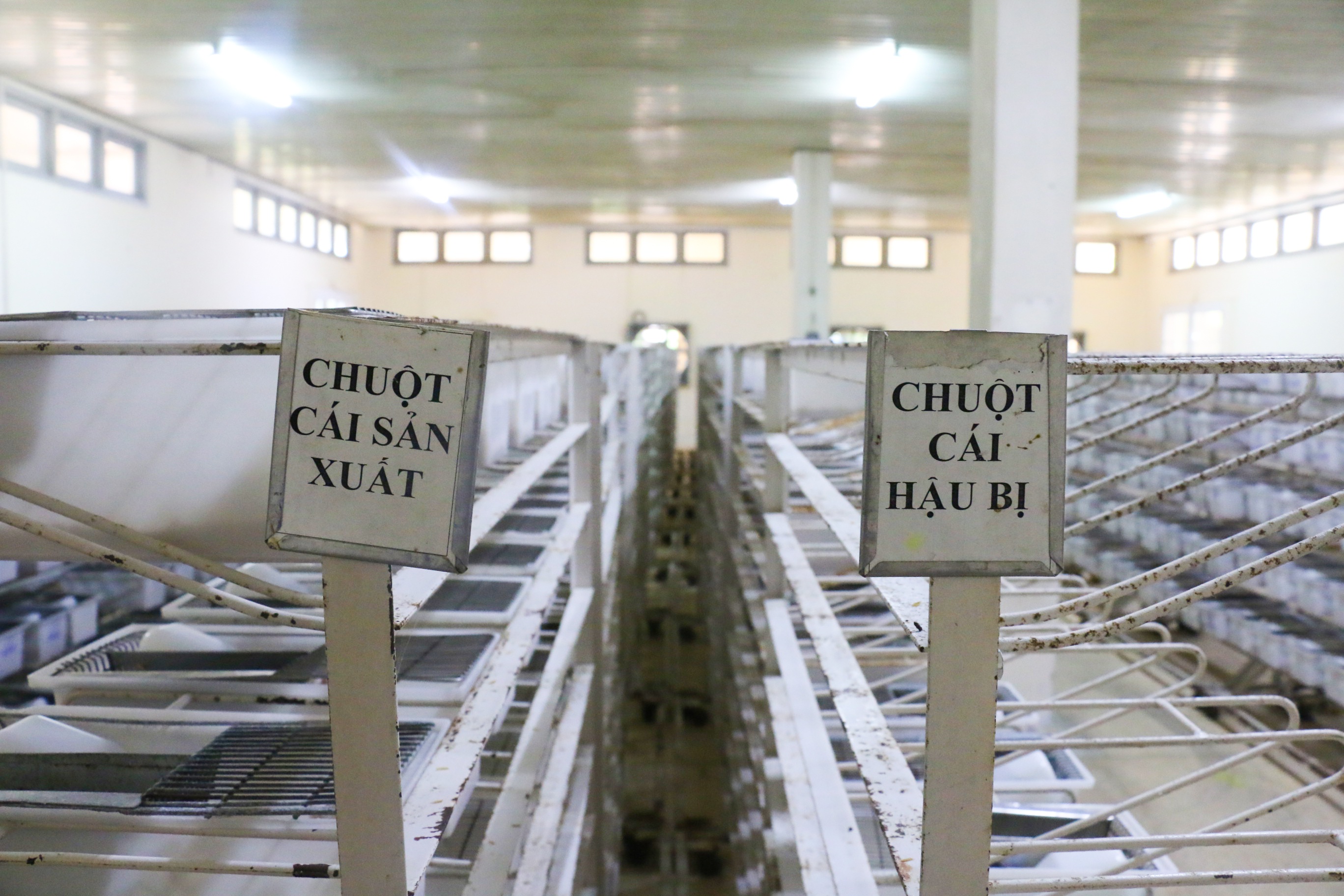 Trai chan nuoi chuot o Khanh Hoa anh 8