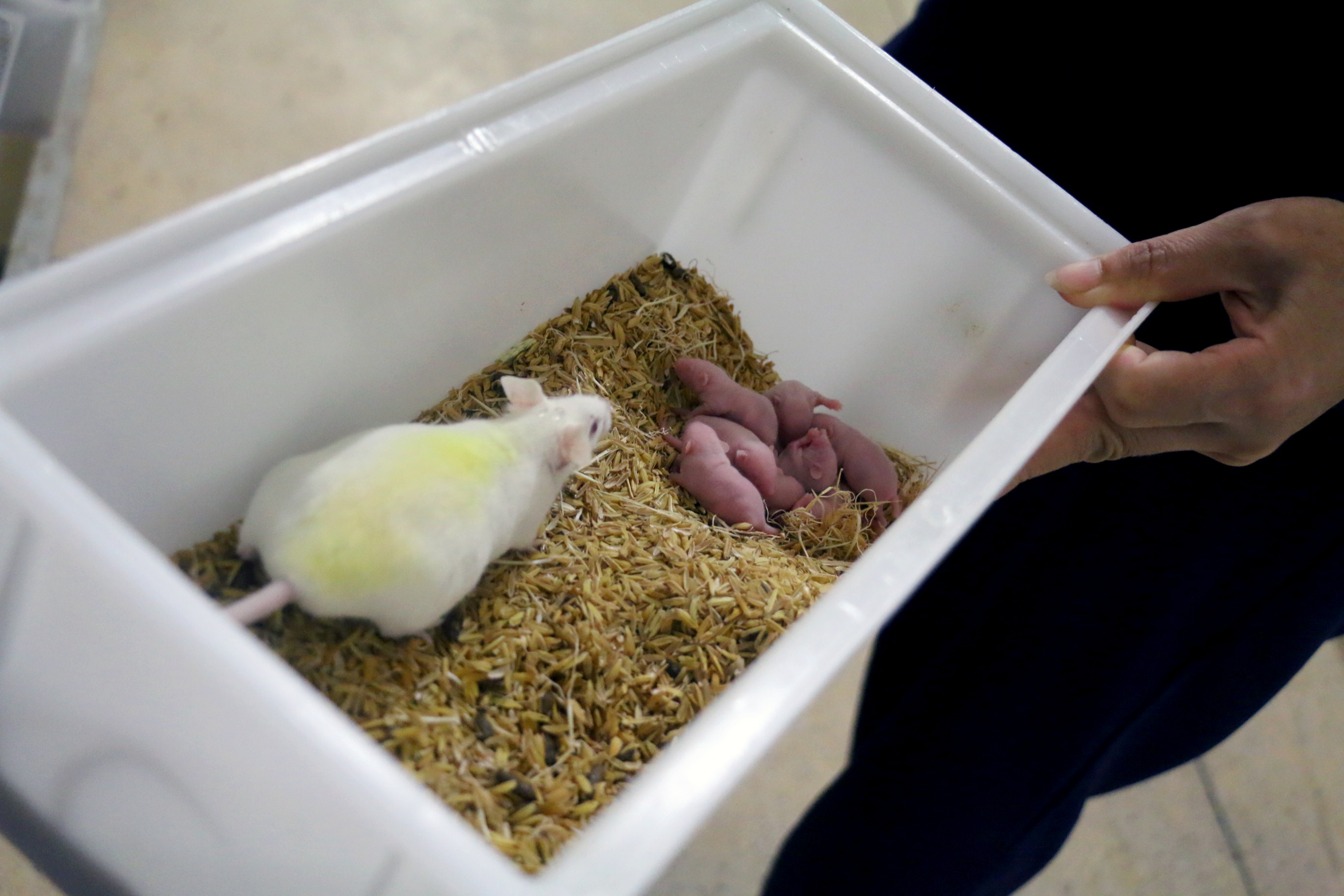 Trai chan nuoi chuot o Khanh Hoa anh 10