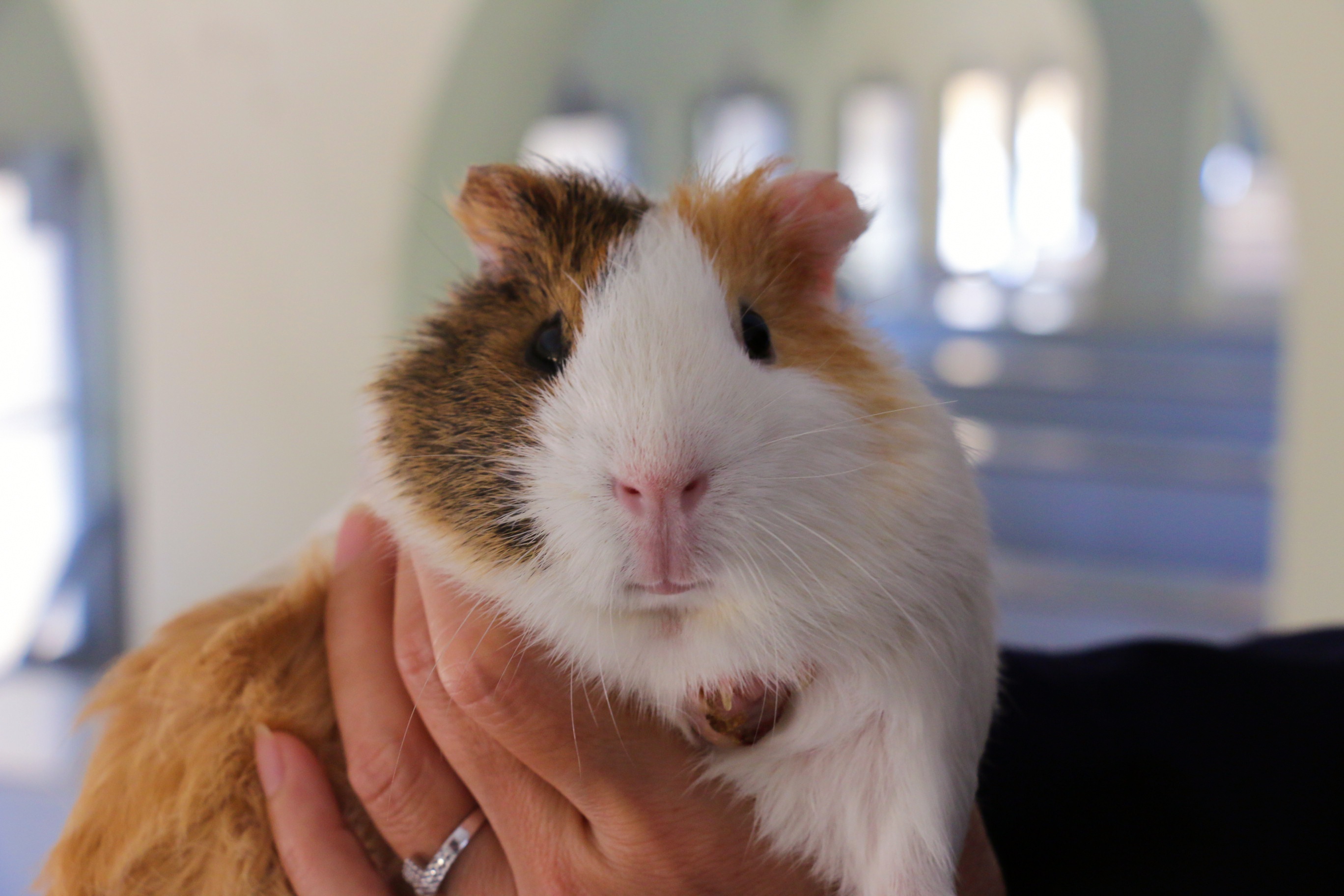 Tham 'nha' 17.000 chu chuot nam Canh Ty hinh anh