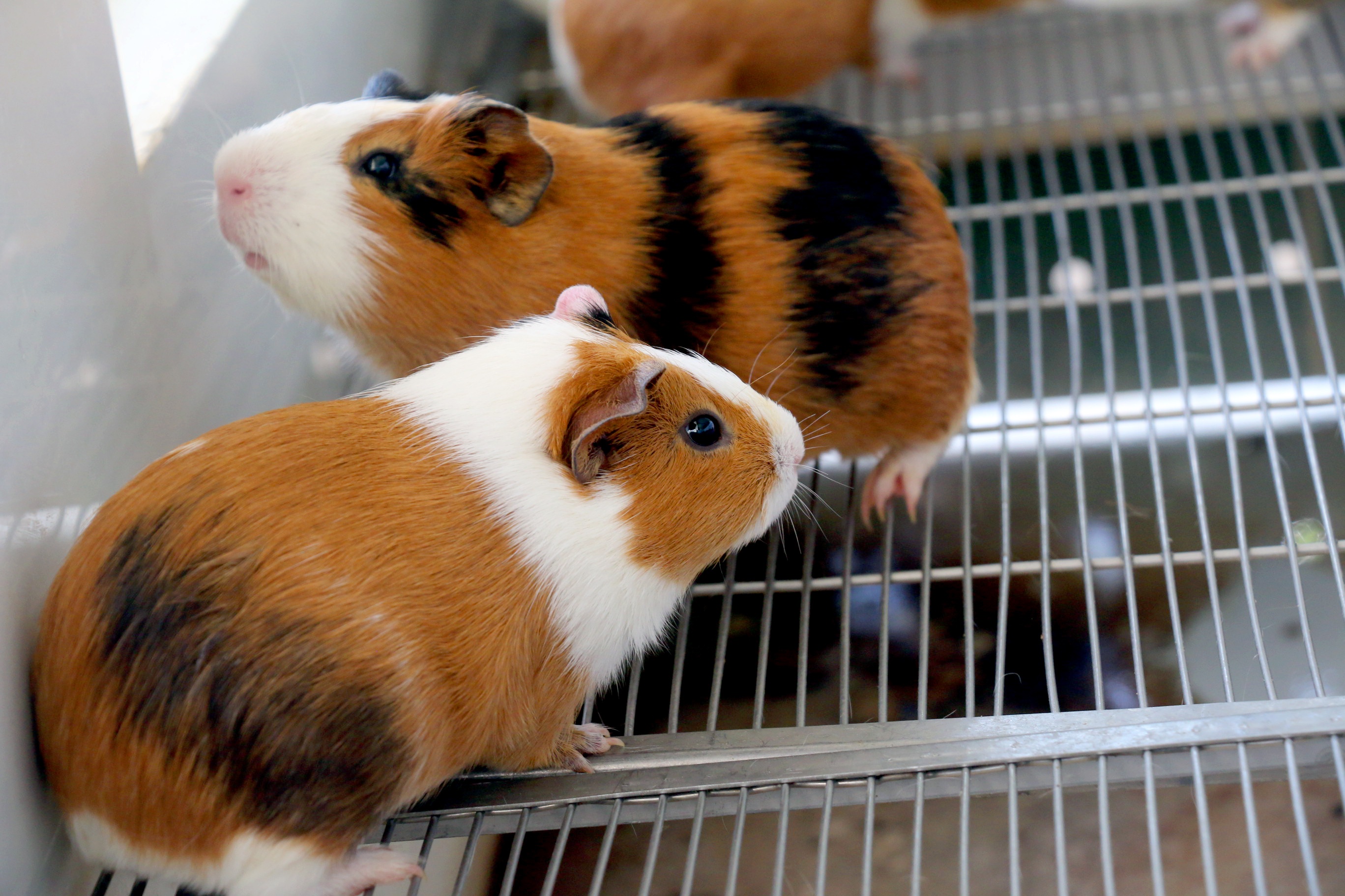 Can canh 'nha' cua 17.000 chu chuot hinh anh