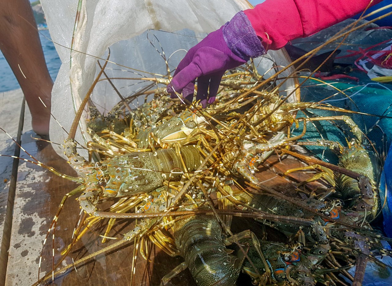 Giai cuu tom hum vi dich Covid-19 anh 2