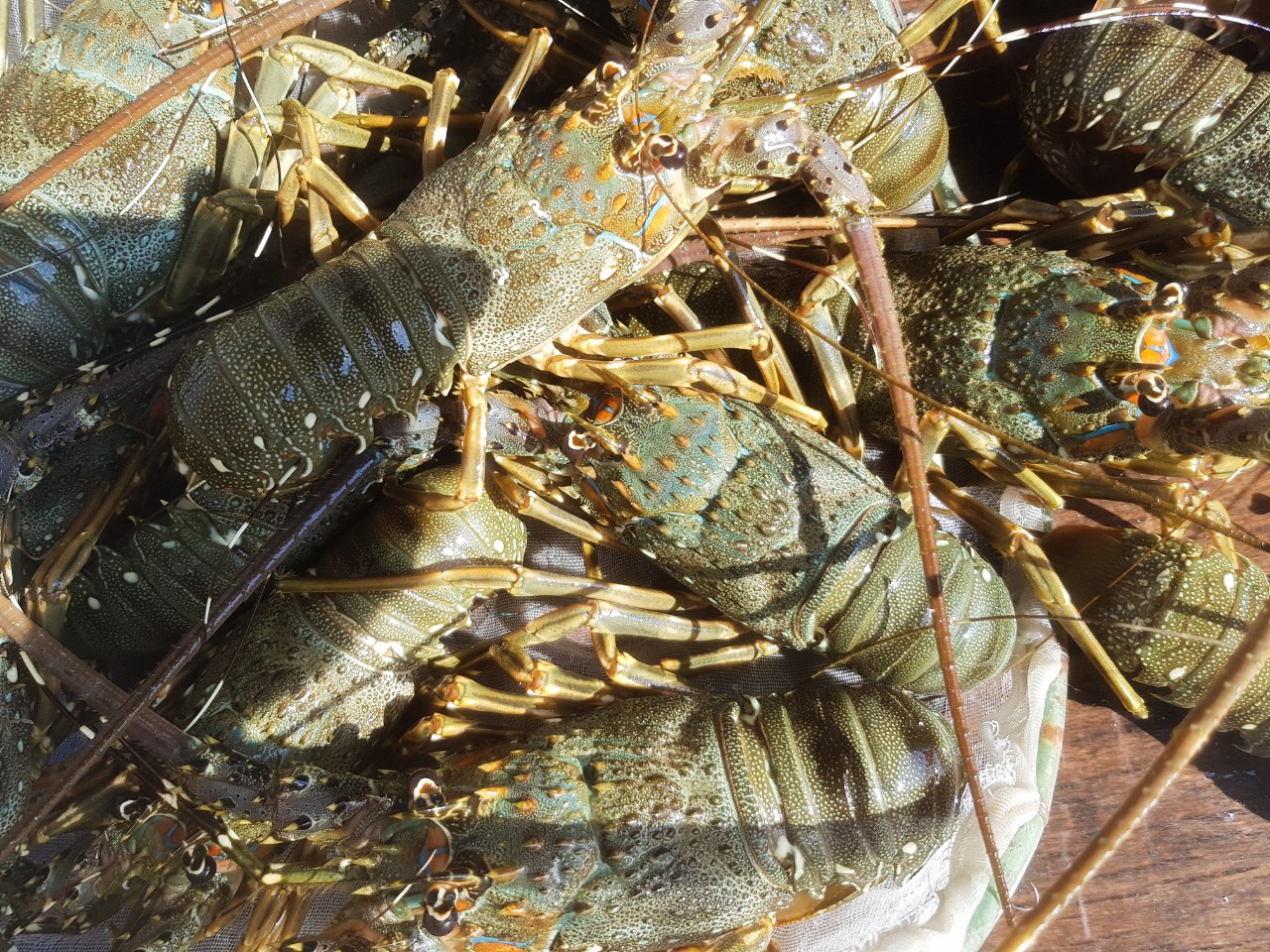 Nguoi mua de nham lan khi 'giai cuu' tom hum hinh anh