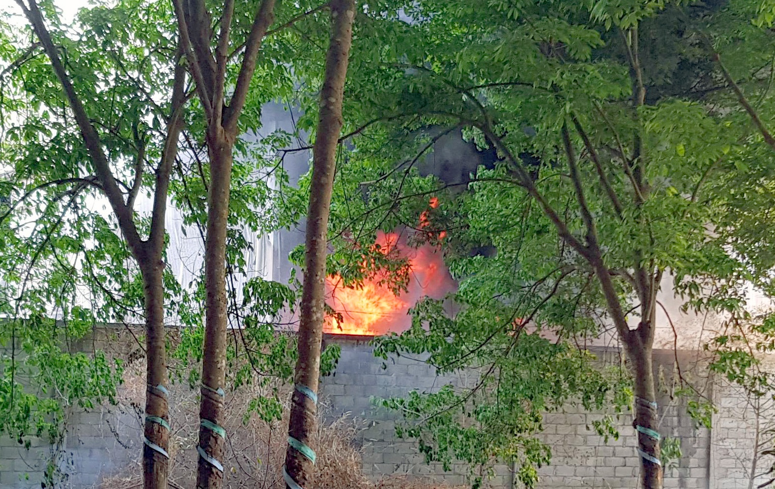 chay lon o Binh Phuoc anh 1