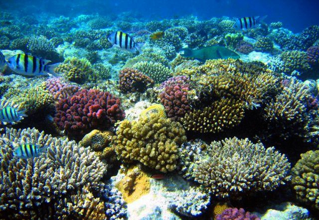 Do dat da tran xuong vinh Nha Trang lam chet san ho la mot tai hoa hinh anh