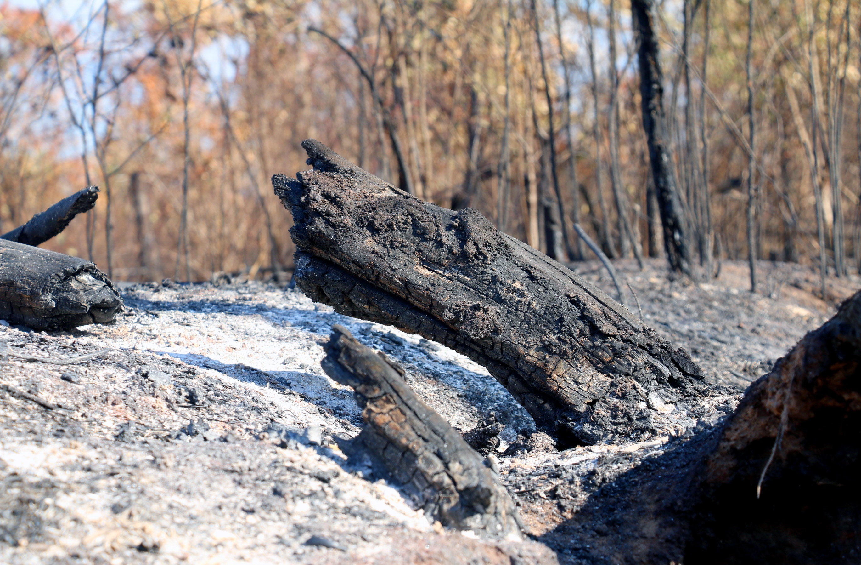 Dieu tra vu chay gan 100 ha rung hinh anh