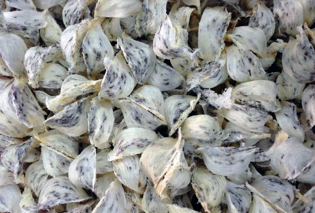 2 thanh nien bi bat khi dang trom yen hinh anh