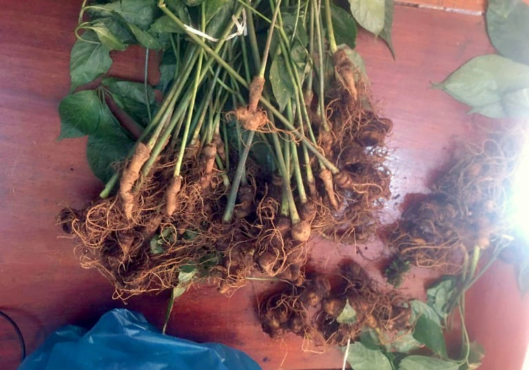 Nhổ trộm sâm ngọc linh ở Quảng Nam ảnh 1 Nho trom sam ngoc linh o Quang Nam anh 1