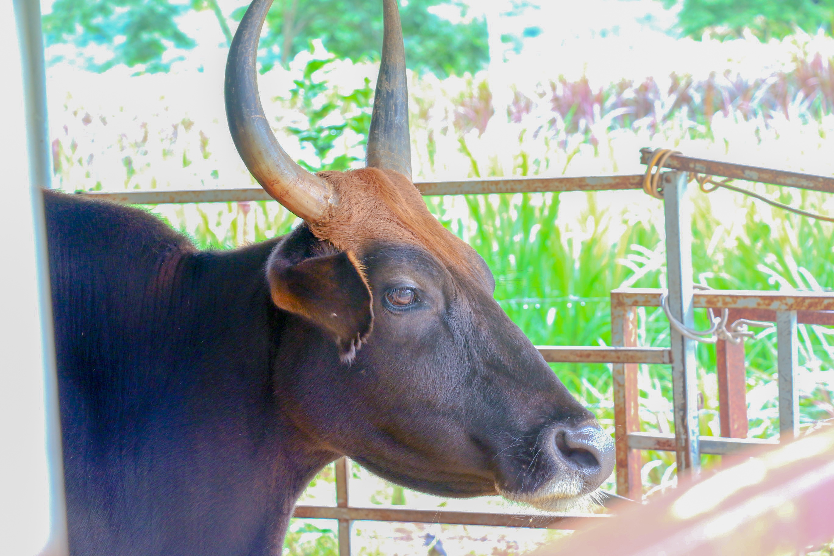 Du an nuoi bo tot lai F1 o Ninh Thuan anh 9
