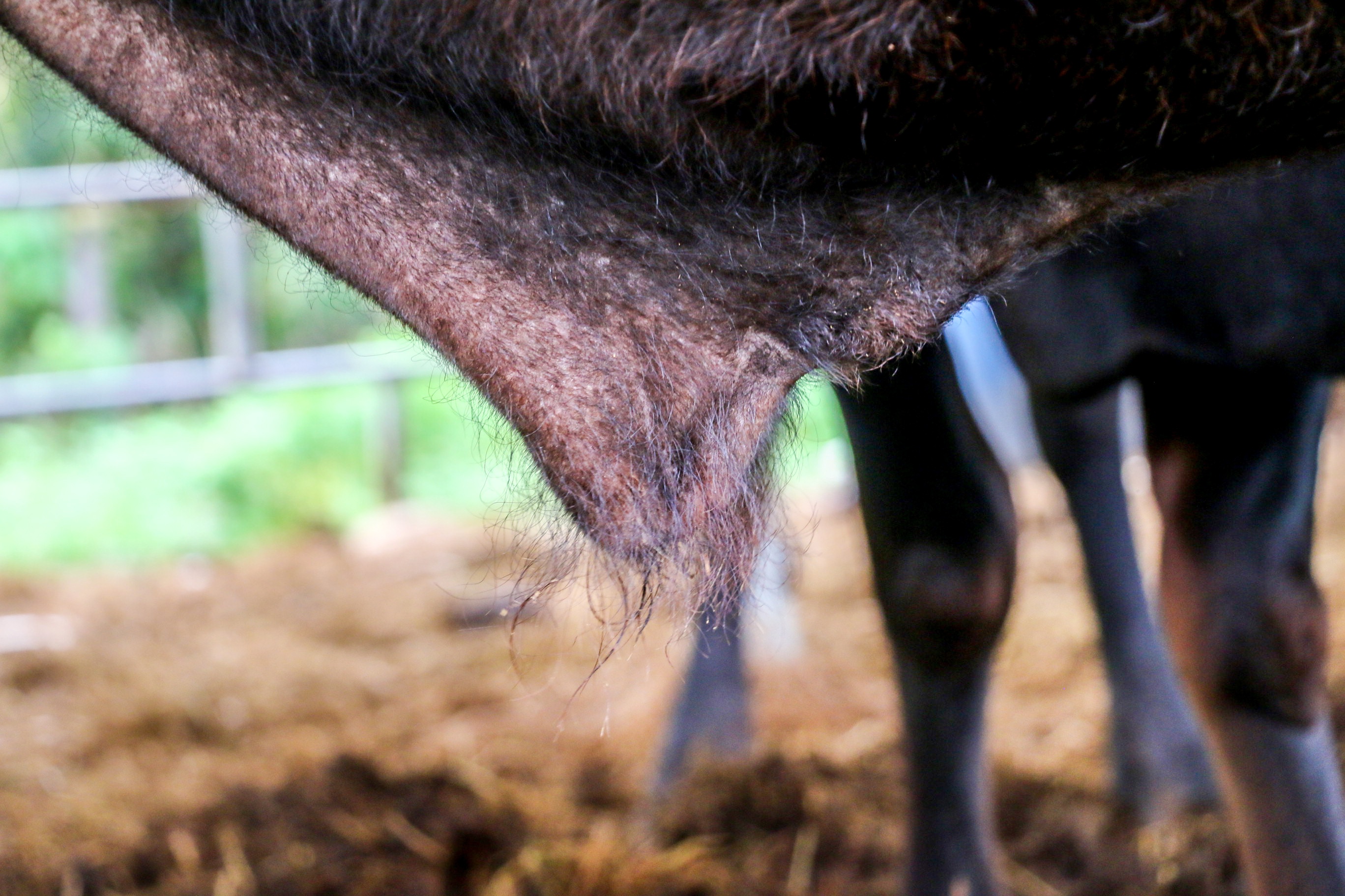 Du an nuoi bo tot lai F1 o Ninh Thuan anh 10