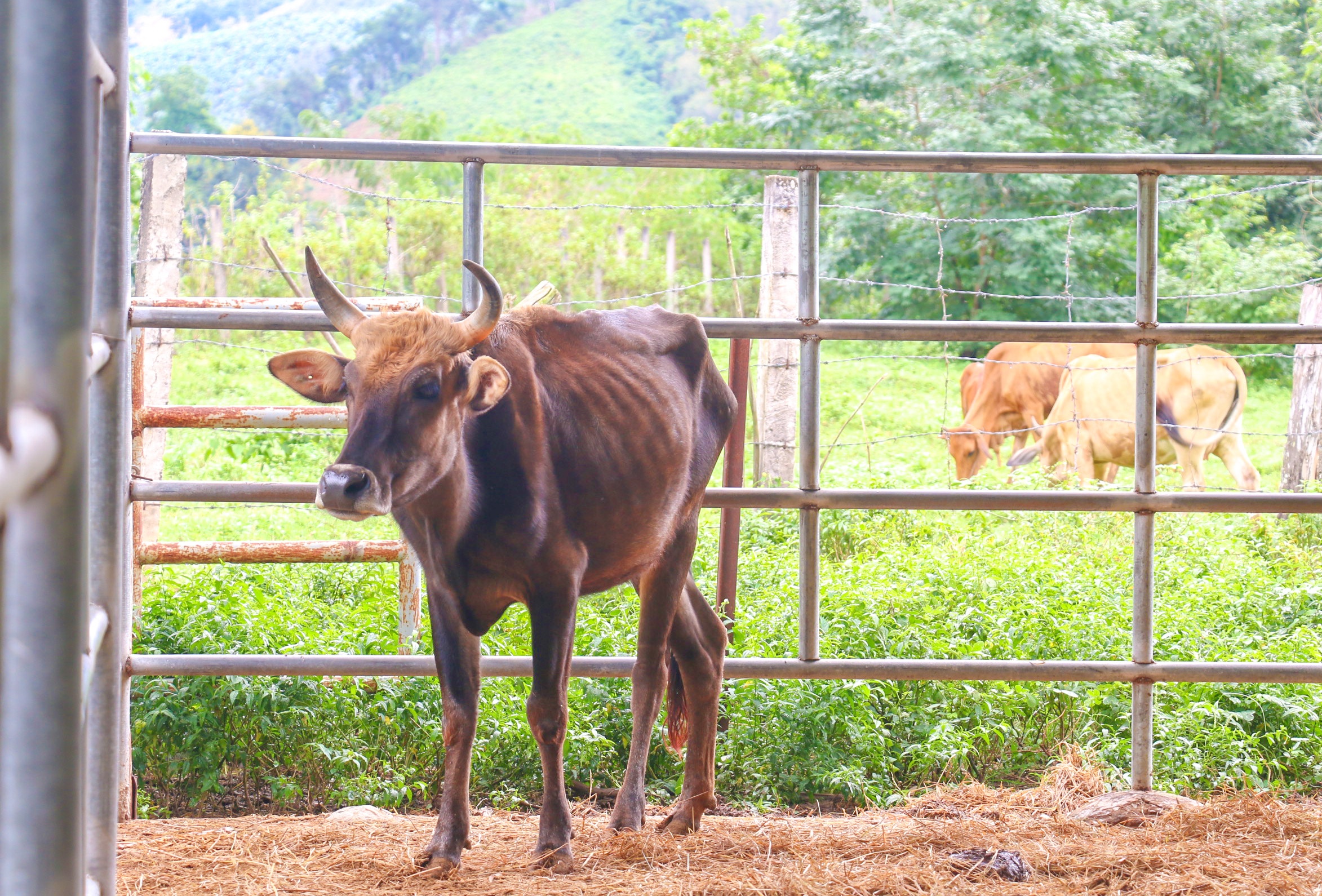 Du an nuoi bo tot lai F1 o Ninh Thuan anh 11