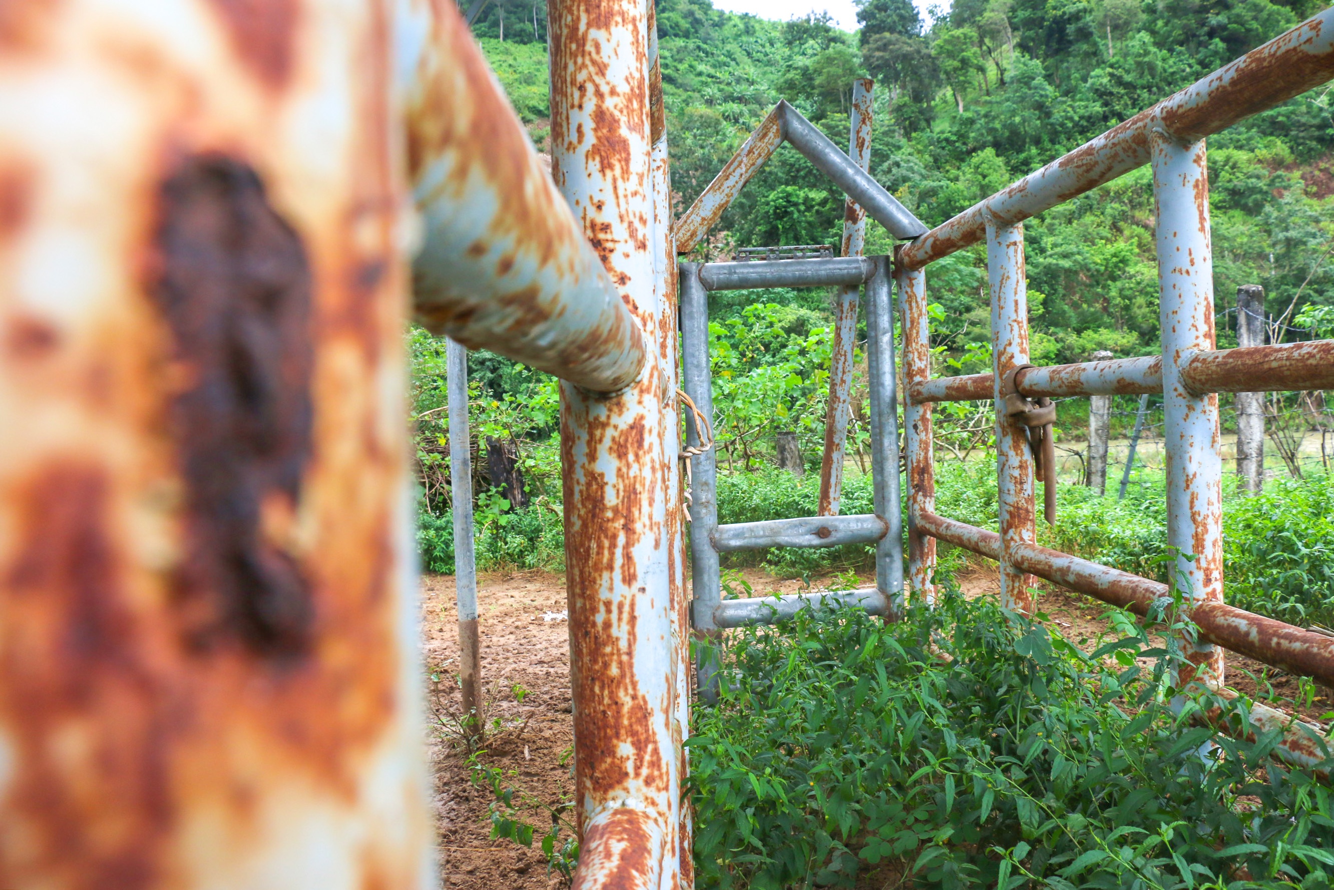 Du an nuoi bo tot lai F1 o Ninh Thuan anh 13
