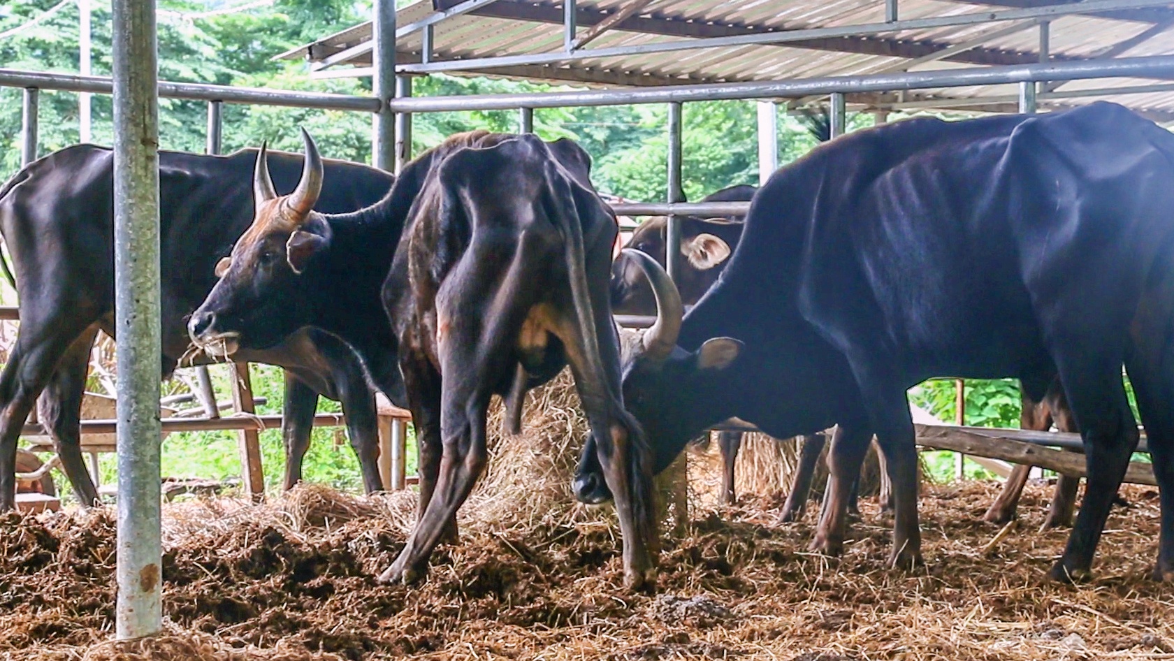 Bo lai bo tot rung o Ninh Thuan anh 2