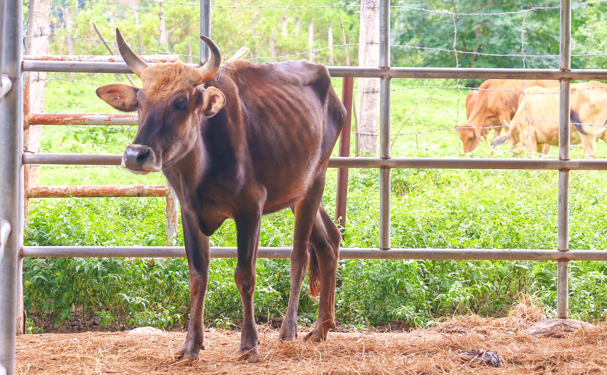 Bo tot o NInh Thuan bi bo doi anh 2
