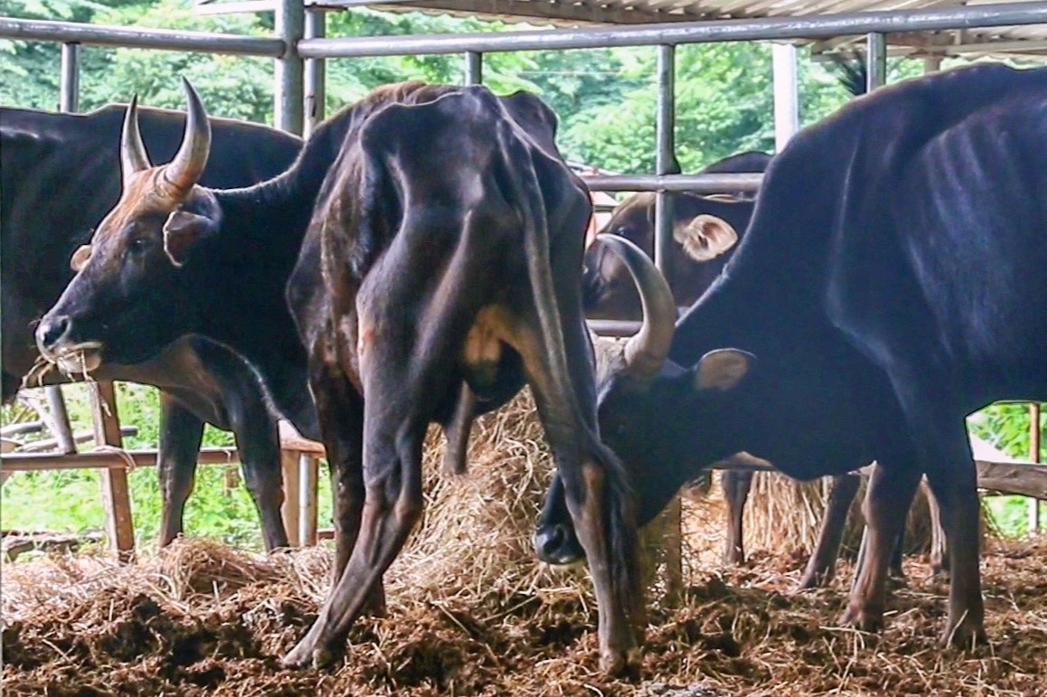 Vi sao 'hau due' bo tot rung bi bo doi? hinh anh